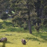 elk